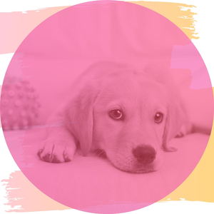 Dashing Music for Calming Puppies