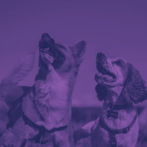 Caring (Stressed Dogs)