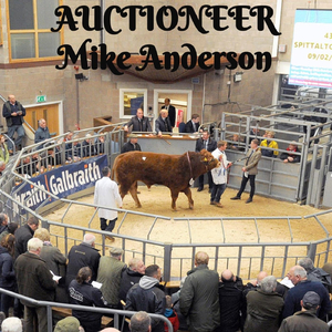 Auctioneer