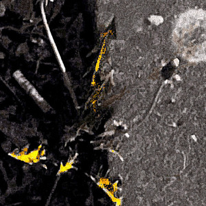 개미의 좋은 날