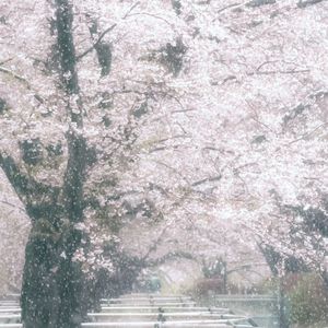 春烟漫