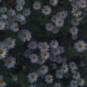 안녕 (再见-孝琳)