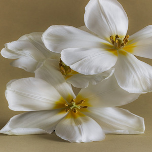 けどバッドな日々