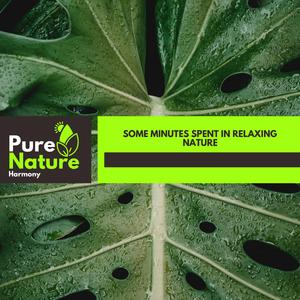 Under The Roof Birds Noise