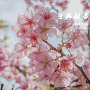 青春舞曲（炎龙剑客随机翻唱）