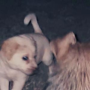 一条在河边渴死的狗
