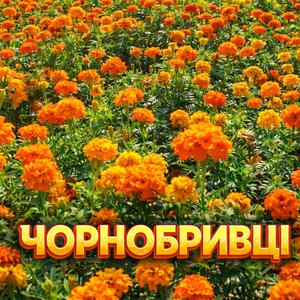 Чорнобривці