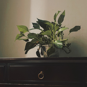 Natalie（有工程文件 非转载盗用）（x0.8）