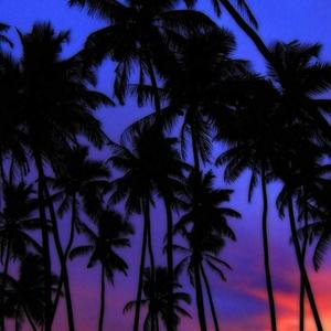 Indigo Palm Trees