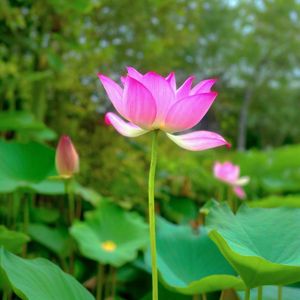 杨柳观音菩萨心咒