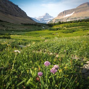 Meadows