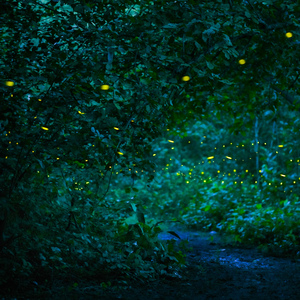 おやすみメロディ