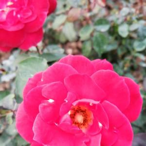 我的份高蛋白 (8)