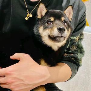 18541251幻境理论