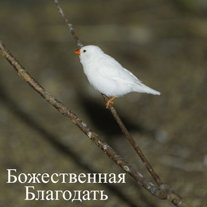 Исцеляющее Путешествие