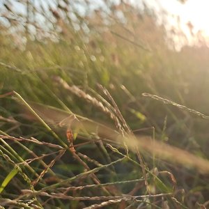 MrCuriosity（翻自 万玲琳）