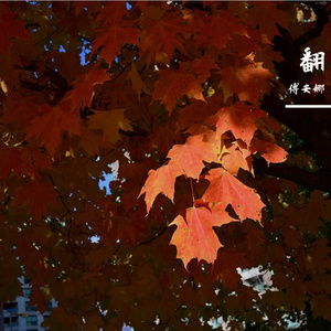 おとなの掟（成人法则）