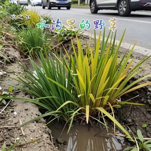 《水沟里的野草》