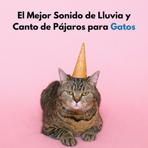 Sonido De La Lluvia Mientras Se Alimenta A Los Gatos