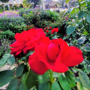 さよならは言わない