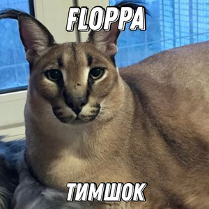 Floppa
