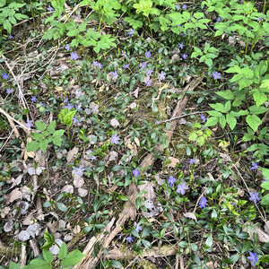 Off the Lighs in Wood