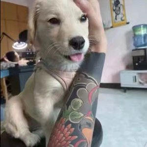 杰子专属