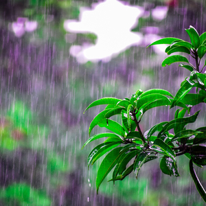 Thunderstorm and Rain Sounds