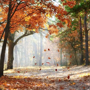 我把偏爱都給你一人