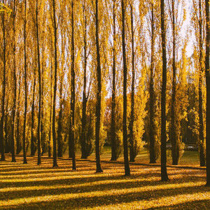 森へ行きましょう - 高音質ハーモニカ