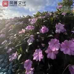 眼泪飘落大海