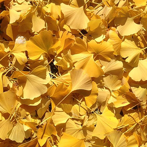 偏偏喜欢你（伪复古版）