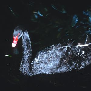 13353 (Expanded Terza Rima)