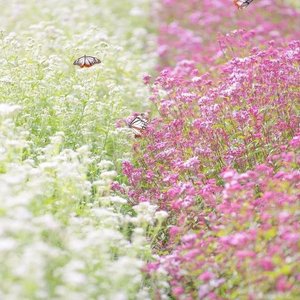 《繁花》