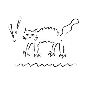 Felidae