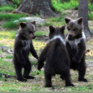 Senators birds amphibians