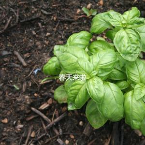 Smoky Ambience for Rainy Study Days