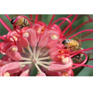 The Autumn March to May