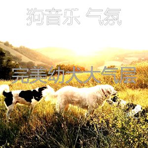 柔和的小狗时刻