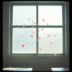 樱花未及伸手时