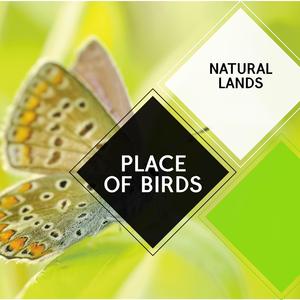 Atractive Bird Chorus