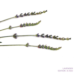 窓の正午　[Window Of Noon]