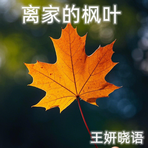 离家的枫叶