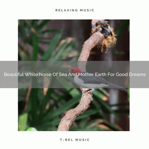 Beautiful Noises Of Weather And Animals For Instant Dreams