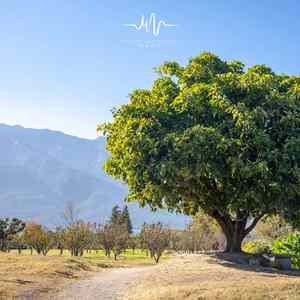 朦胧的爱意 (雨声+钢琴)