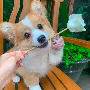 Xceo-I SAY YEAH（立体环绕）（雷桑 remix）