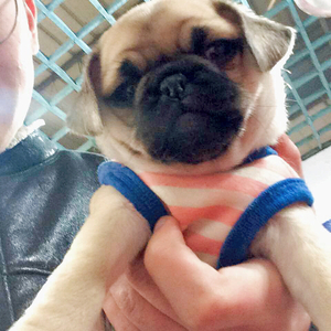 DJsnake - <专四没过>