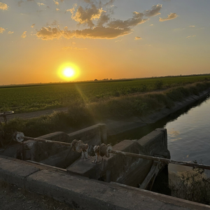 A L F R e D o o L I V a S