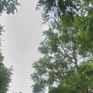 Iyie (mama) alternate cut