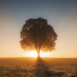 The Lonely Tree (what is this place)